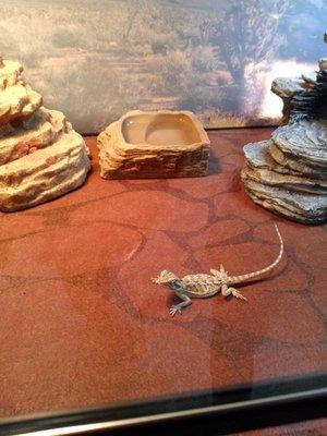 Baby Bearded dragon