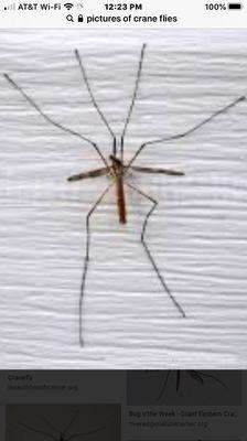 Crane fly