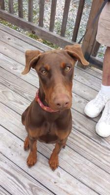 Norma Jean, a beautiful Doberman adolescent.