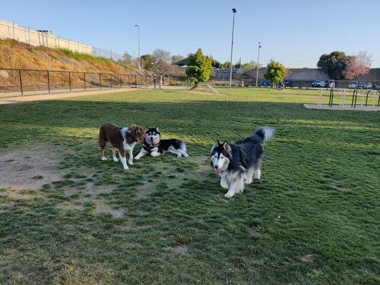 Fletcher “Fetch” Dog Park