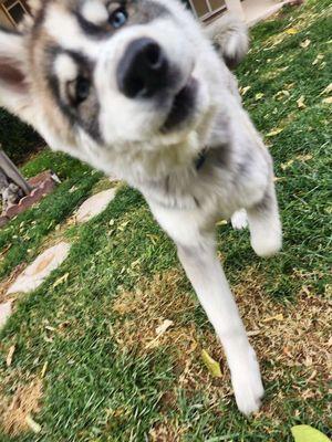 Our energetic husky puppy