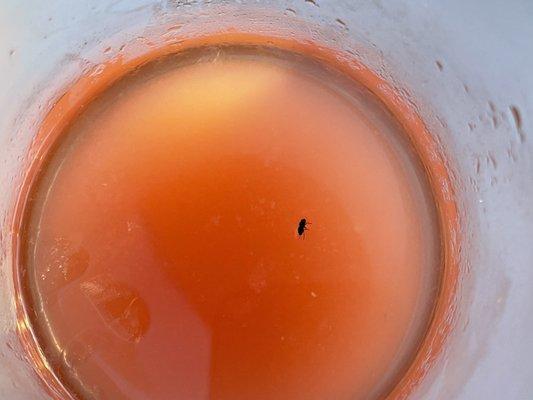 Flies in my drink