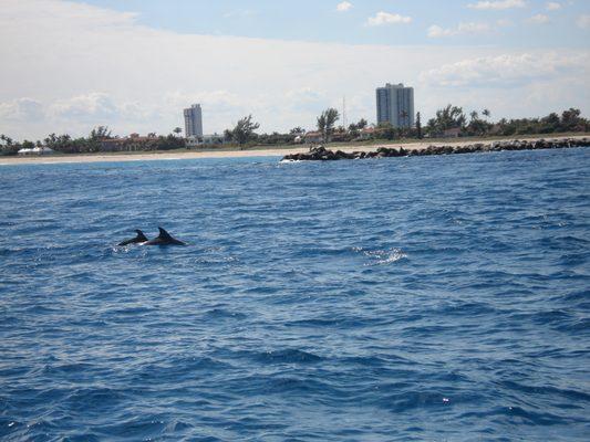 Dolphin Sighting