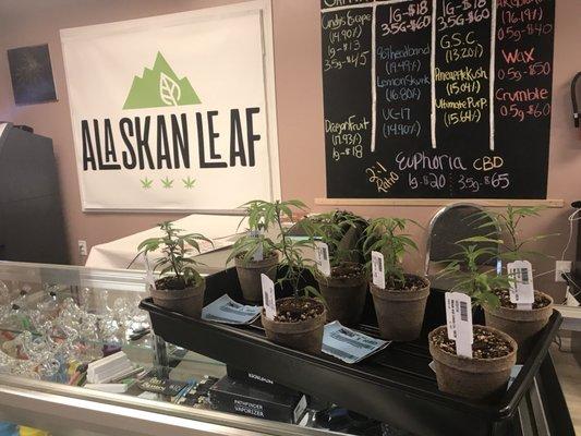 Clones available at Alaskan Leaf