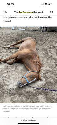 Bear Creek Stables