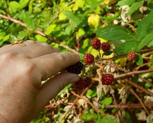 Last of the blackberries