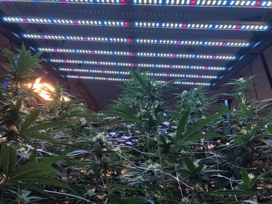 Inside the grow room