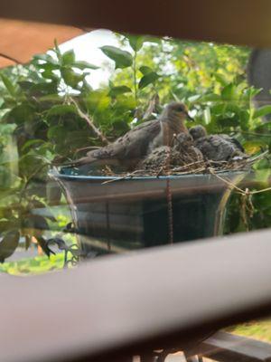 Doves have made a nest in a planter and have hatched 3 eggs this summer.bringing nature to your home