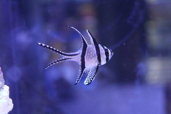 we offer a variety of marine aquarium fishes