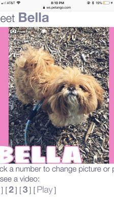 Bella's before and after pictures! Her picture from the shelter website when we got her versus the magic of Mr Scott's!