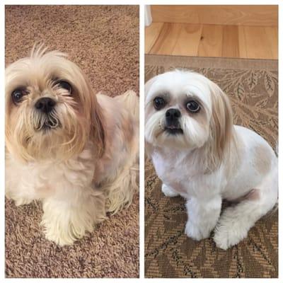 Heathers does the perfect puppy cut for shih-tzus!