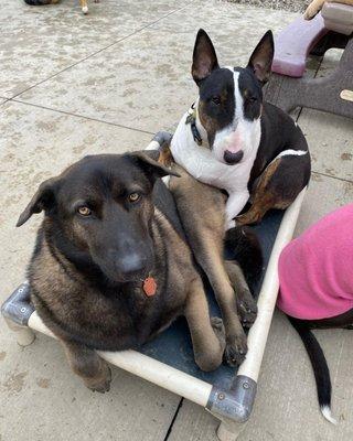 Dog Daycare Friends