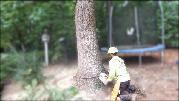 Arbormax tree service removing a big Poplar tree for a client in Raleigh.