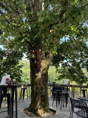 Seating under a shade tree