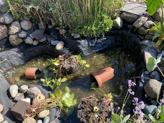 This is the pond being refilled after it's nice and clean