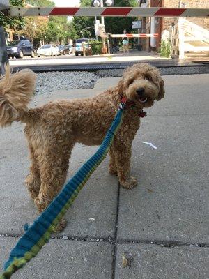 Toby patiently waits for the brown line to cross at Rockwell.