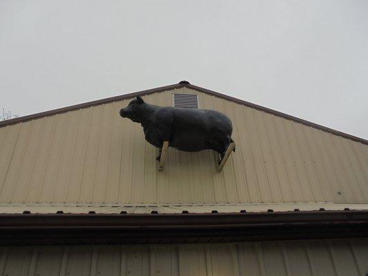 A life sized Angus at the peak of the building!