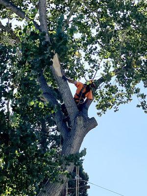 Healthy Trees