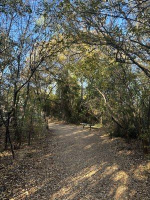 Trail with arching trees