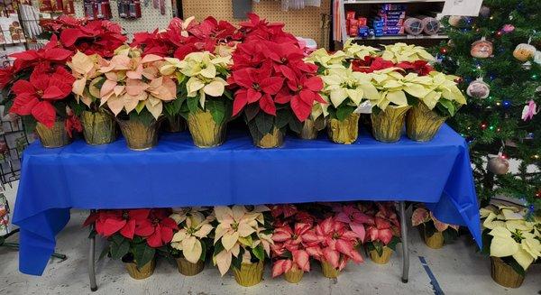 Poinsettias - Laurel Ace December 2021