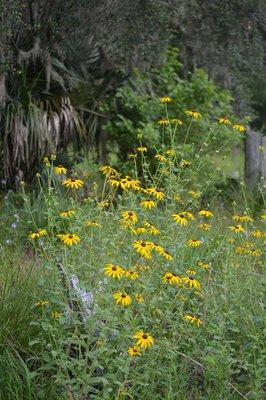 Black eyed susans growing over a grave at Prairie Creek Conservation Cemetery.