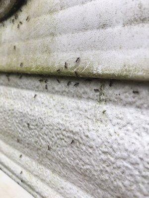 Ants living under the siding of a house.