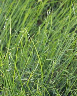 Fragrant spanish broom. We also have selections of Scotch and San Francisco Broom.