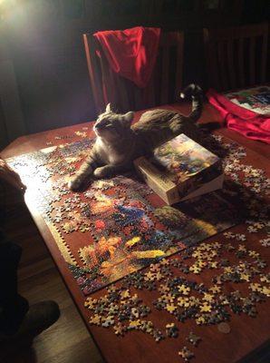 Bengal helping put a puzzle together