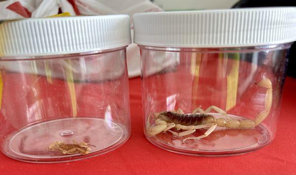 Giant Desert Hairy vs Arizona Bark Scorpion  size comparison.