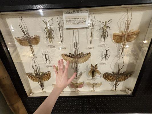 Hand for size comparison (i have huge hands) I didn't actually touch the glass, don't worry!