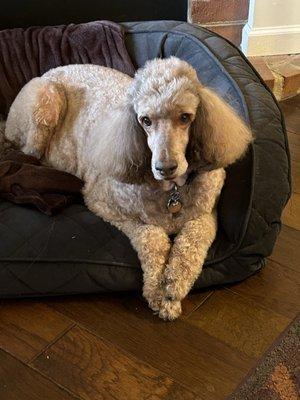 Sadie!  Our Standard Poodle Queen!