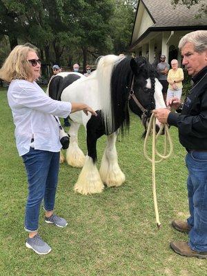 petting the horses