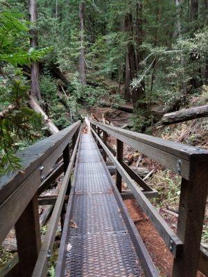 Muir Woods Tours & Adventures