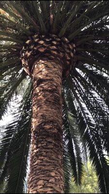 Canary palm