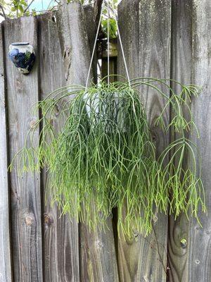 Rhipsalis sp., you don't find them of this size and health often