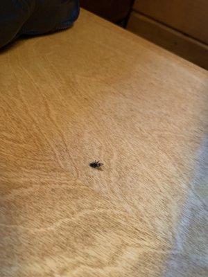 Another fly on a "cleaned" table