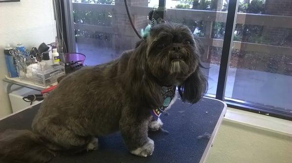 Brinkley in a medium puppy cut.