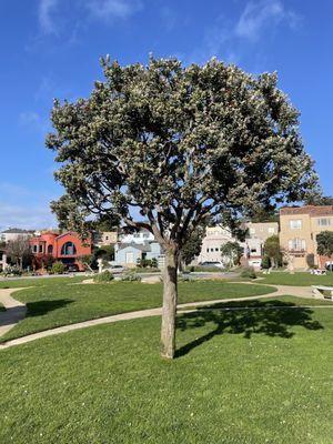 Ohia Lehua tree