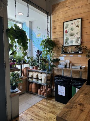 Plants for sale