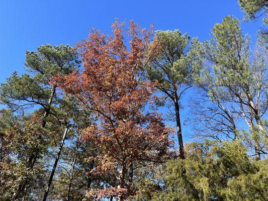 Beautiful fall colors