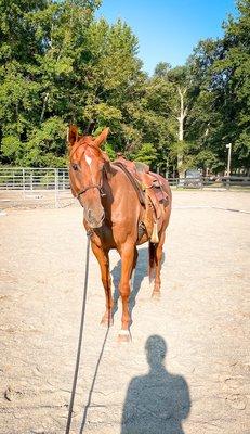 Advantage Horsemanship Equestrian Center