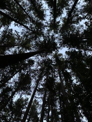 Looking straight up at dusk