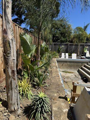 Tropical Design 
Queen Palms
Yuccas
Birds of Paradise 
Kangaroo Paw