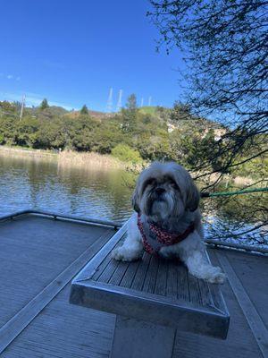 My dog enjoyed Lake Temescal... perfect walking distance with a beautiful lake.