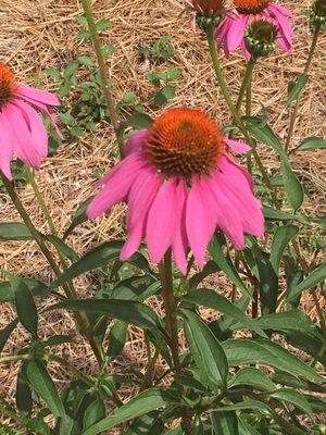 Coneflower