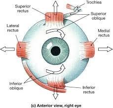 Vision Training (VT) is my current research field.