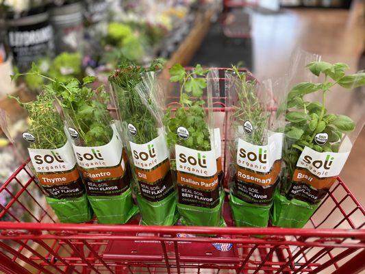 Going to start a little herb garden planter. These are only $2.49 each.