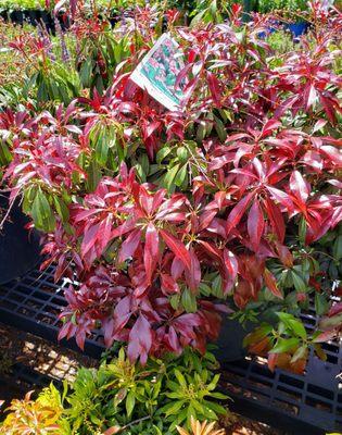 Shake Hands with Japanese Katsura Pieris!!