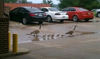 Mert and Gert, our yearly wild animal residents.