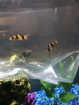 Our new additions. 2 clown loaches and a fantail goldfish